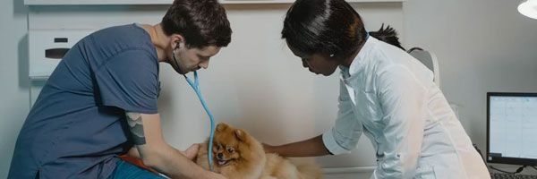 Atendimento para Felinos