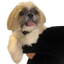 Logo da TopBar